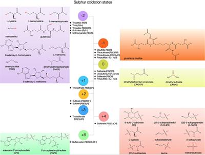 Chemical Diversity and Biochemical Transformation of Biogenic Organic Sulfur in the Ocean